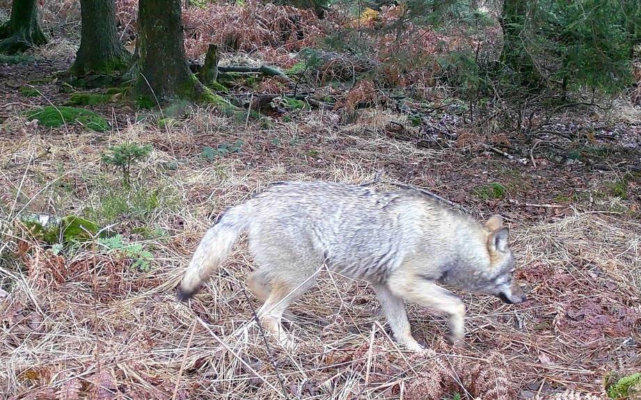 Wolf Märkischer Kreis