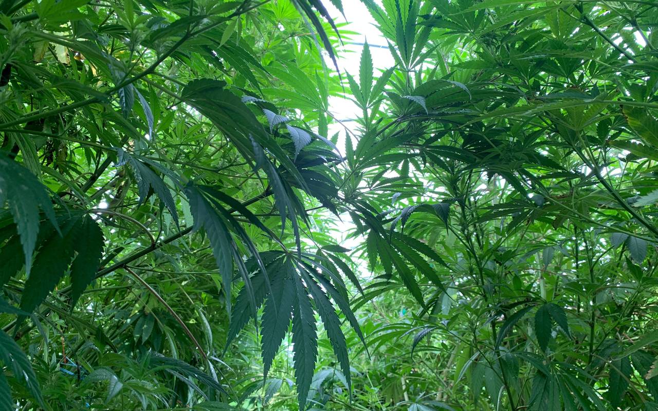 Die Freiluft-Ernte beim Werdohler Cannabis-Verein „Highlung“ läuft auf Hochtouren. Der genaue Standort der Pflanzen bleibt aus Sicherheitsgründen geheim und wird überwacht.