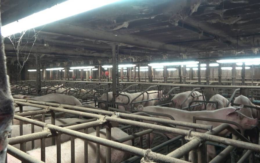 „Das Foto zeigt zu enge Kastenstände", schreibt ANINOVA in ihrer Mitteilung.