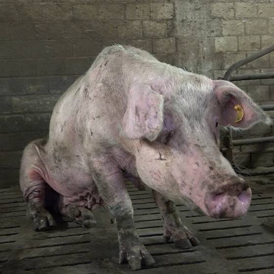 Das Foto zeigt ein verletztes Schwein.