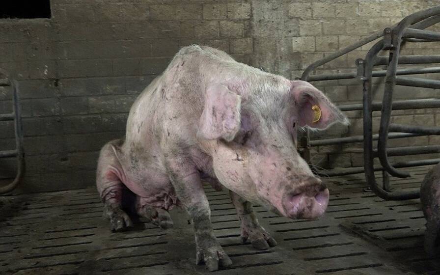 Das Foto zeigt ein verletztes Schwein.