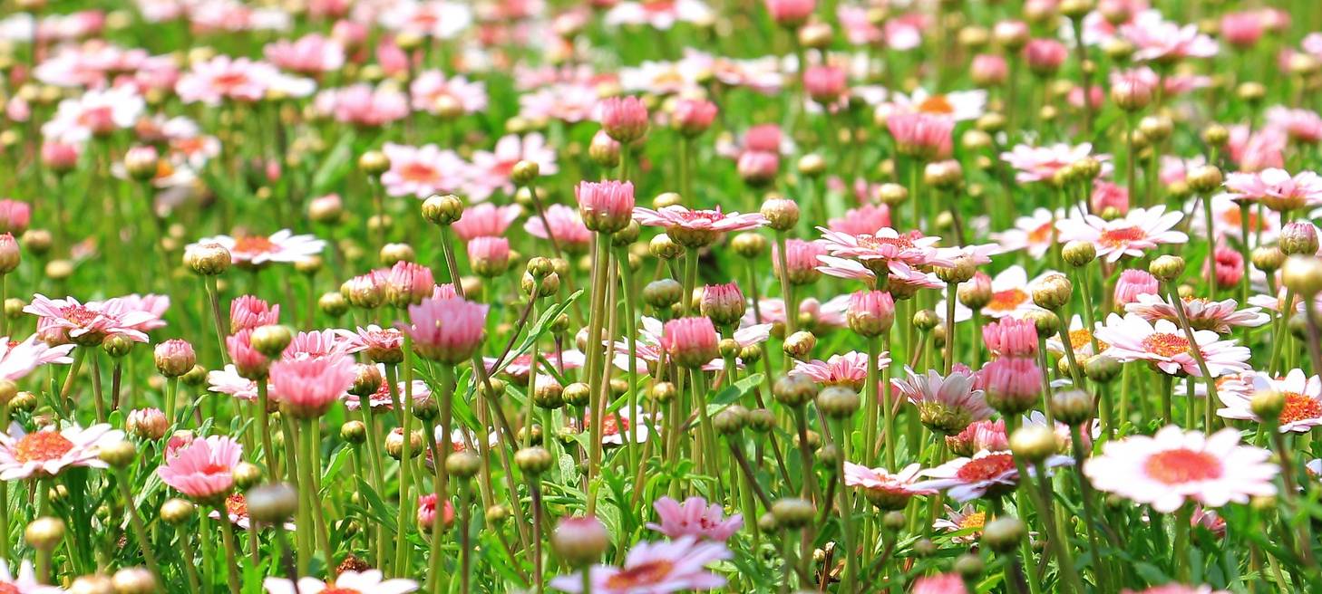 Mehr Blühstreifen in Iserlohn