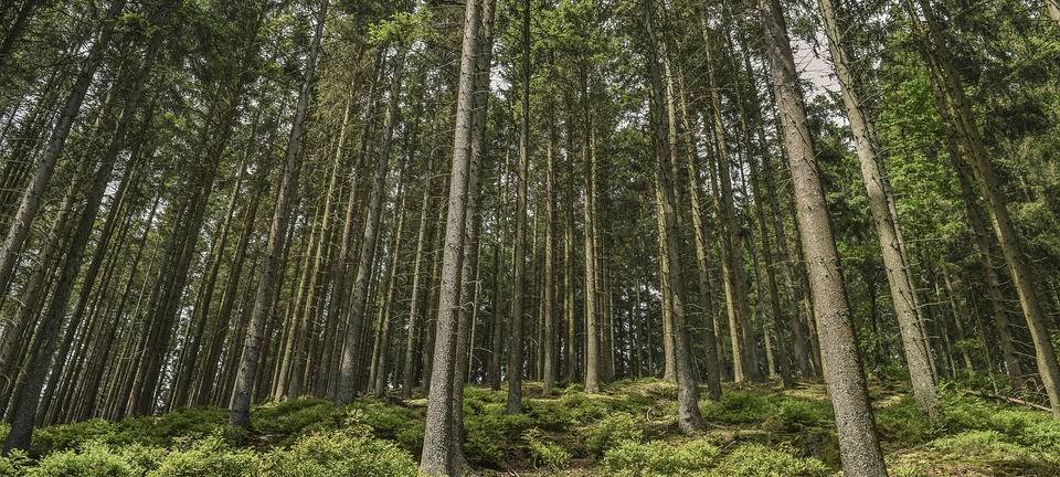 Fußweg am Oese-Ufer gesperrt