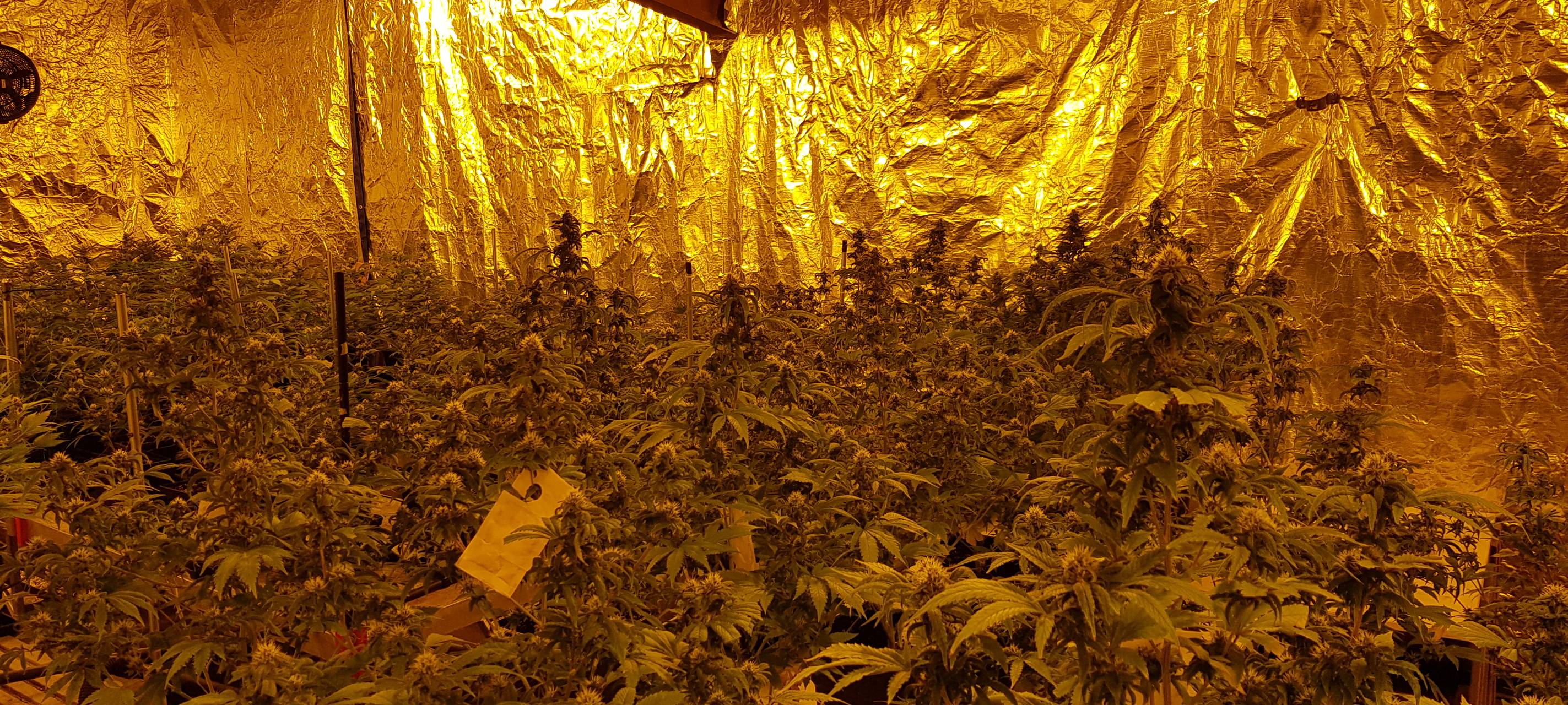Marihuana-Plantage in Menden/Platte Heide entdeckt