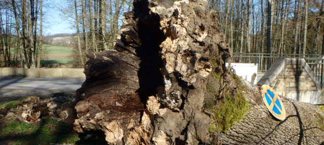 Fällbagger unterwegs: ab 8 Uhr Behinderungen auf der B236