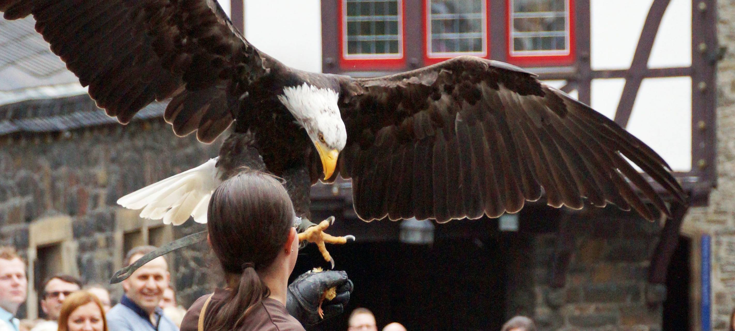 Greifvogelschau auf Burg Altena