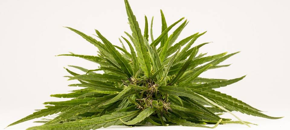 Plettenberger mit Marihuana erwischt