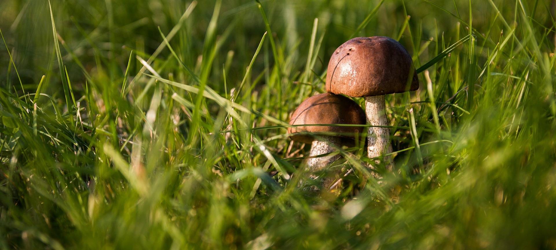 Tipps zum Pilze-Sammeln im Herbst