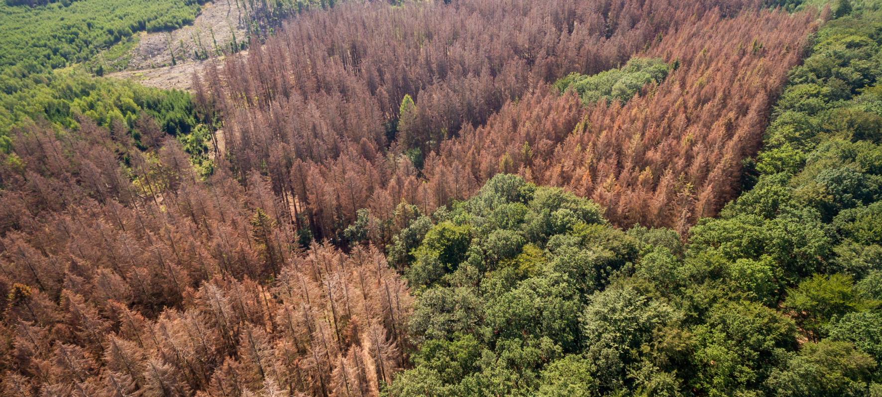 Corona-Virus bedroht Holzwirtschaft