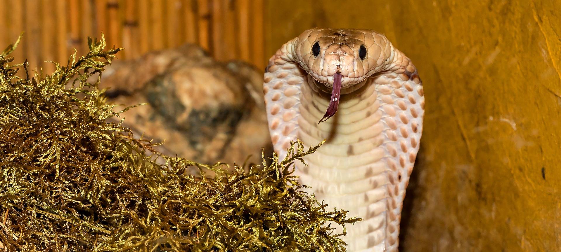 Verhalten bei Sichtung giftiger Tiere