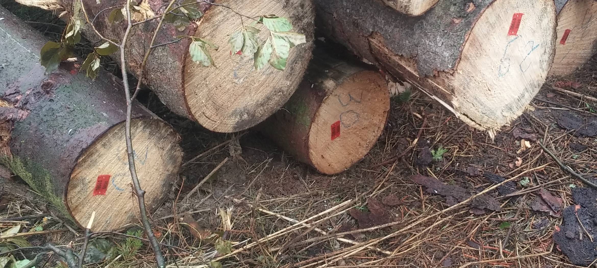 Landtagsabgeordneter Gordan Dudas im Krummenscheider Forst