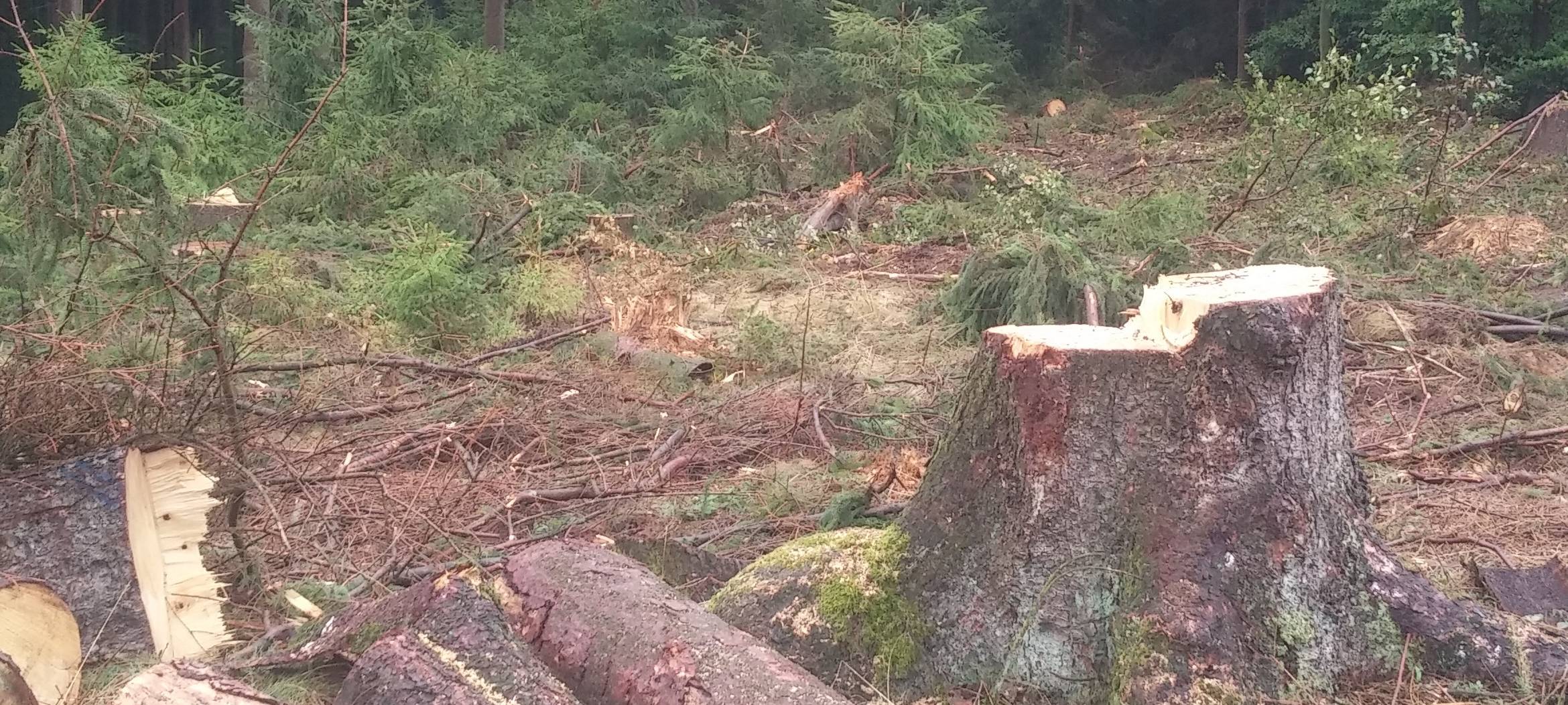 Landtagsabgeordneter Gordan Dudas im Krummenscheider Forst