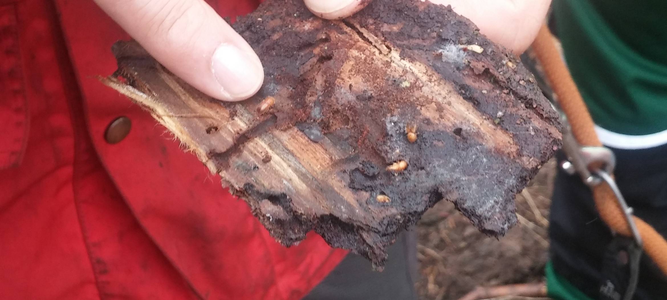 Landtagsabgeordneter Gordan Dudas im Krummenscheider Forst