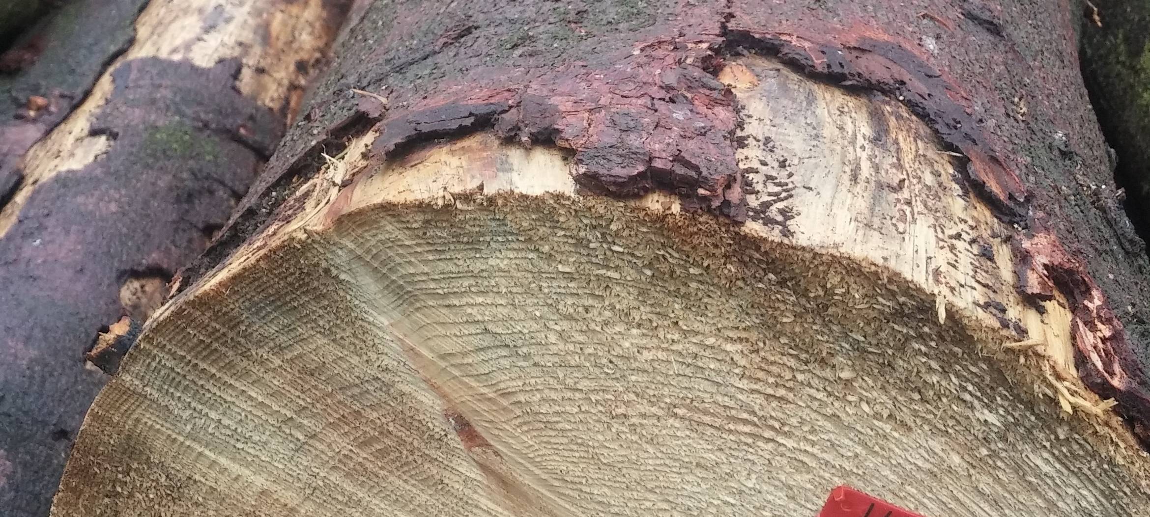 Landtagsabgeordneter Gordan Dudas im Krummenscheider Forst