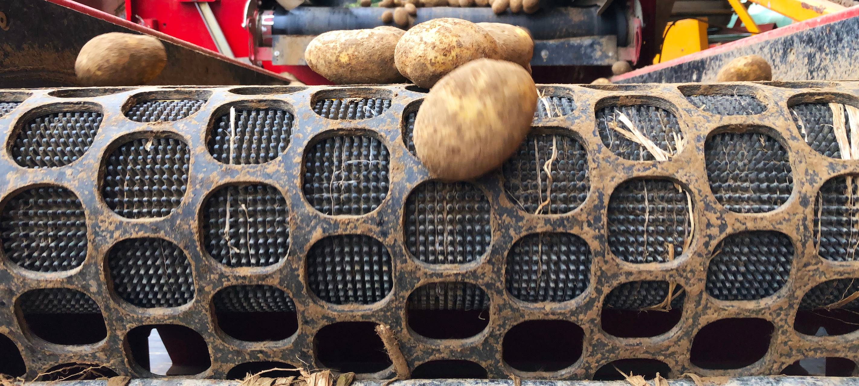 Rein in die Kartoffeln...