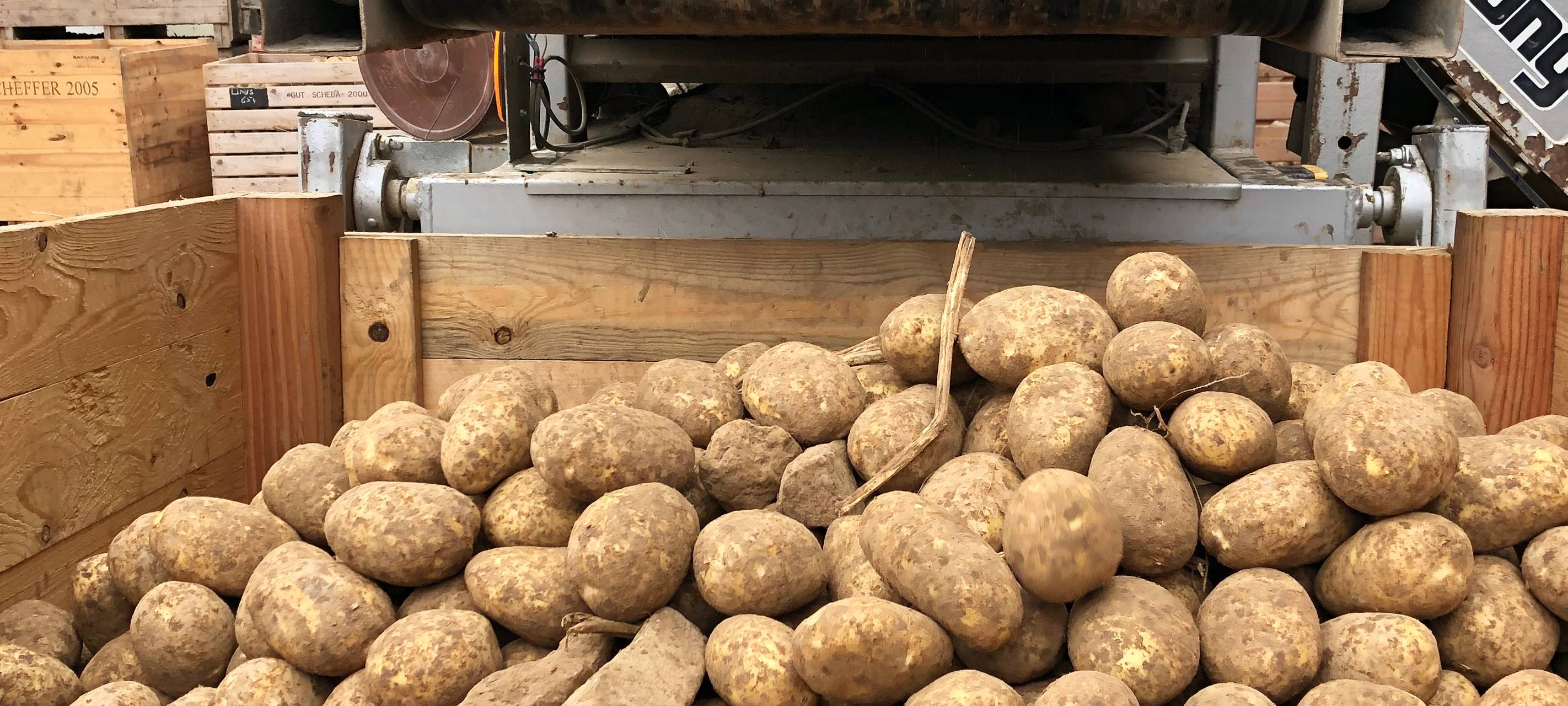 Rein in die Kartoffeln...