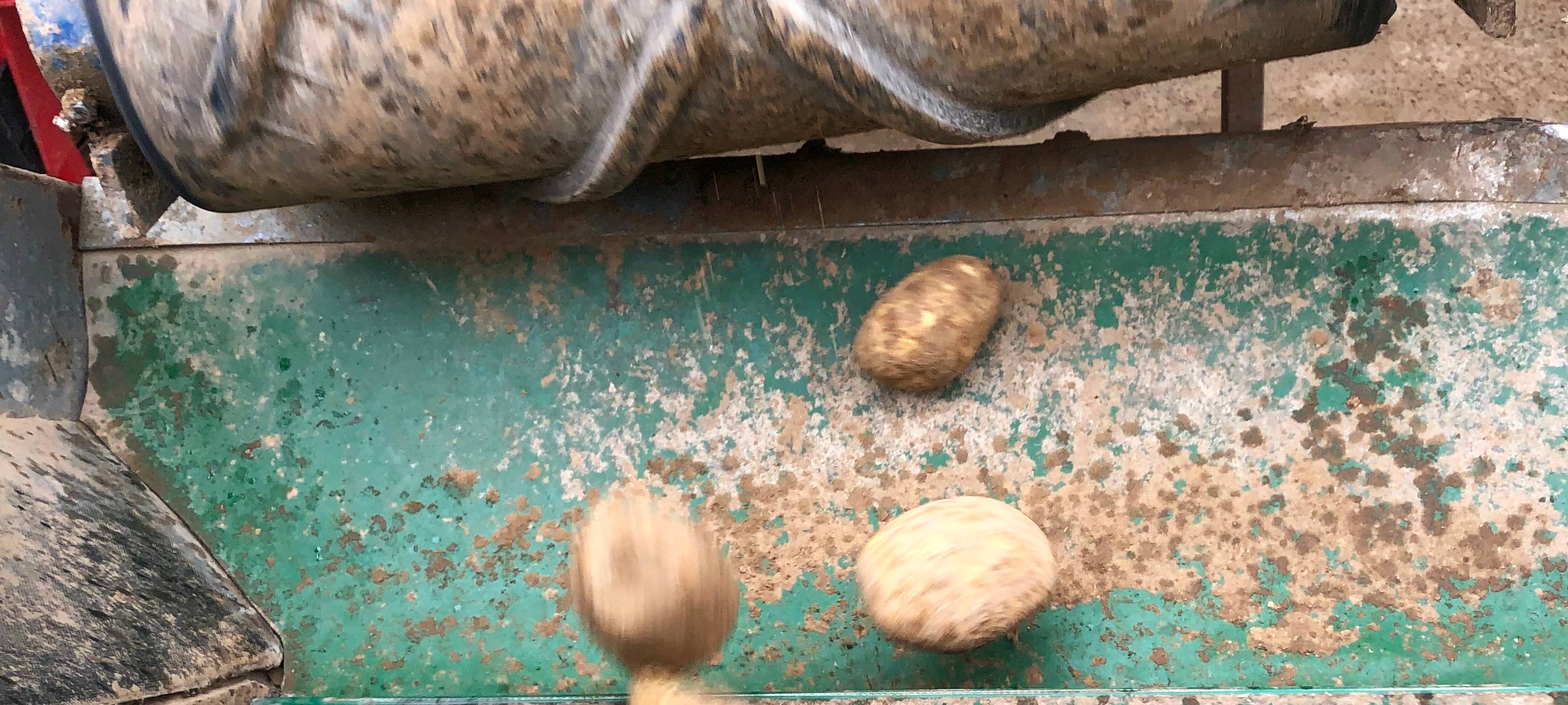 Rein in die Kartoffeln...