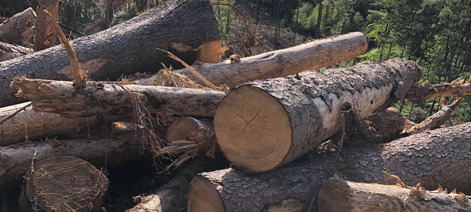 Holztransporter verliert Öl auf B 229 und im Wald