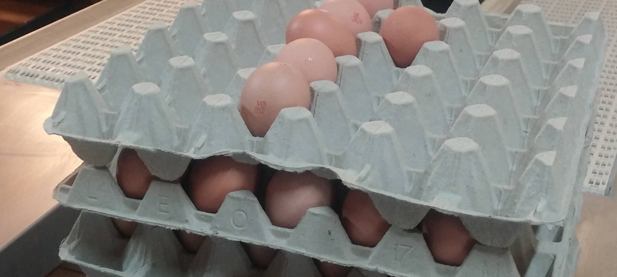 Erntedank-Pressekonferenz auf dem Hof Klaas