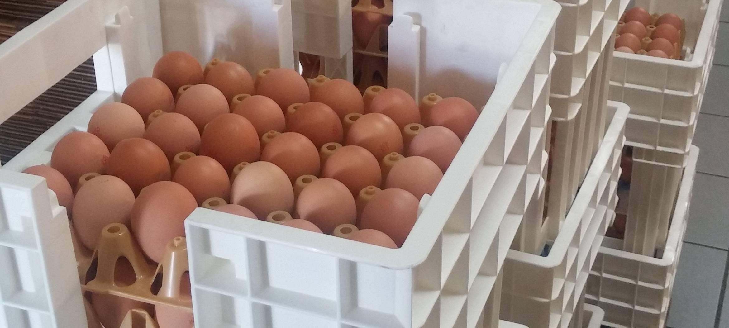 Erntedank-Pressekonferenz auf dem Hof Klaas