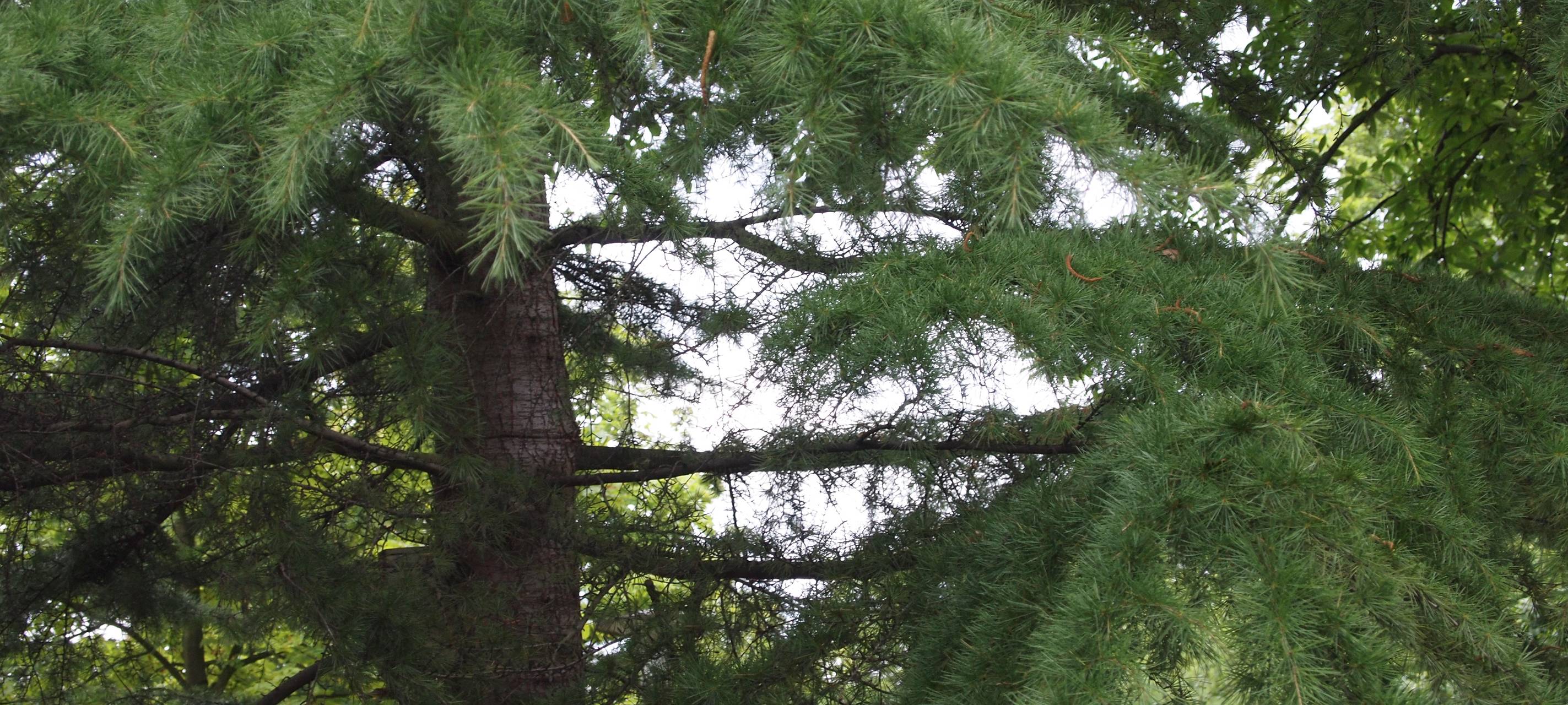 Baumpflanz-Aktion in Menden