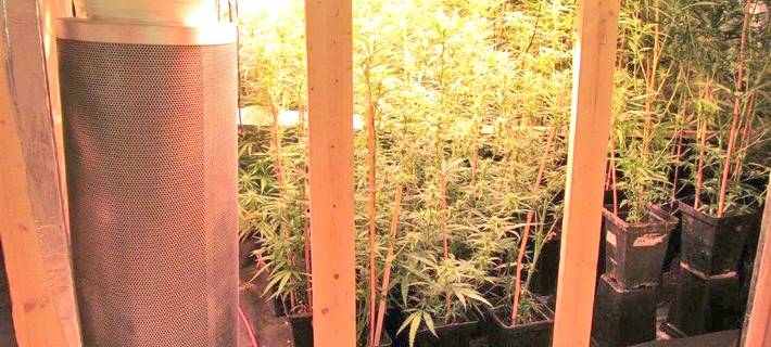 Cannabisplantage in Altena ausgehoben