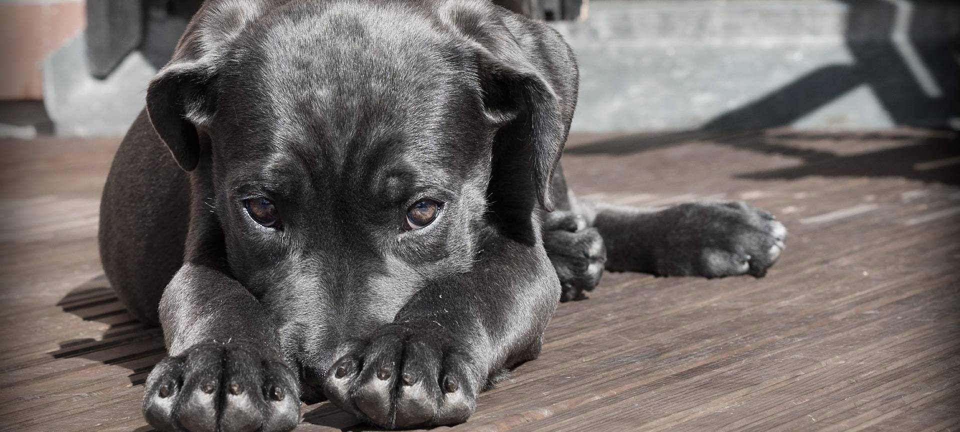 Hund fährt schwarz