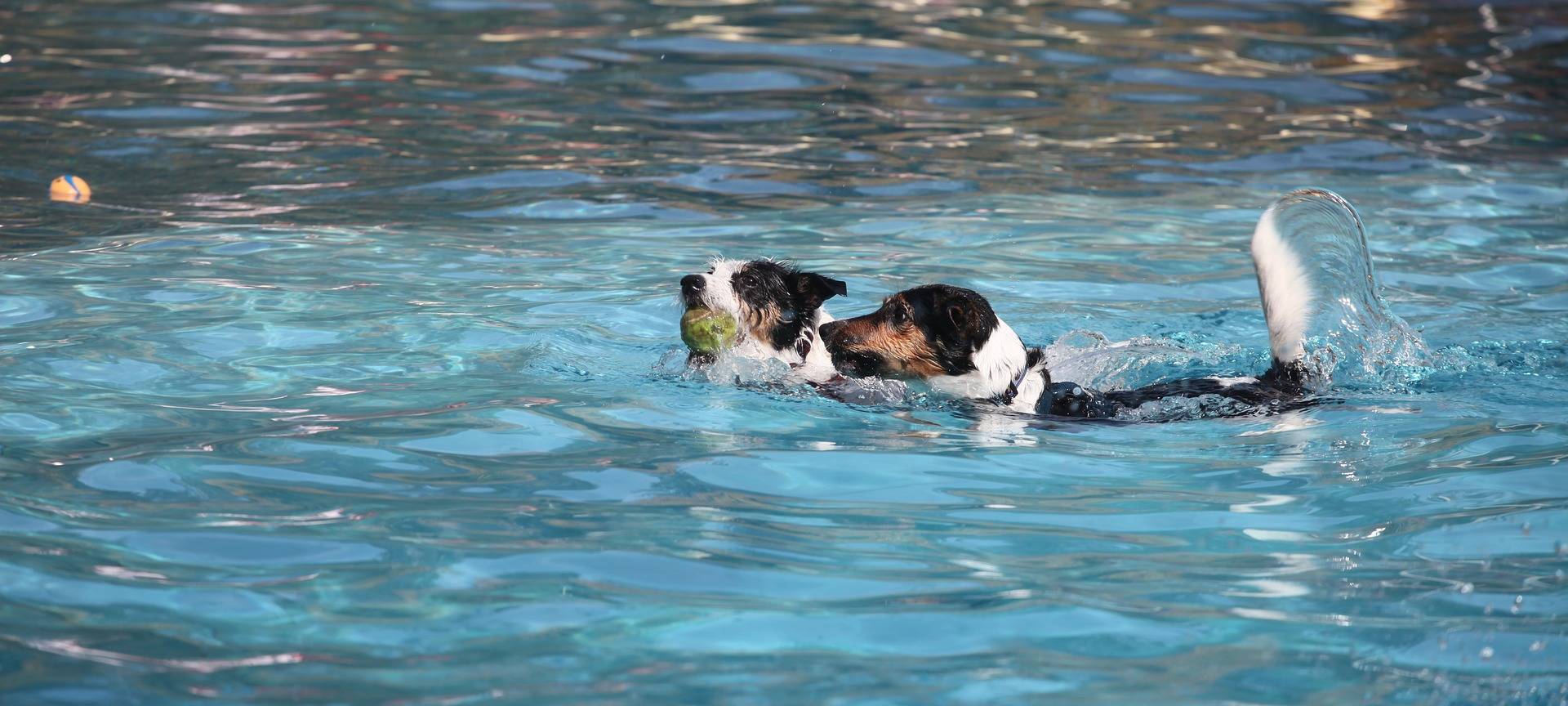 Hundeschwimmen am Sonntag in Hemer