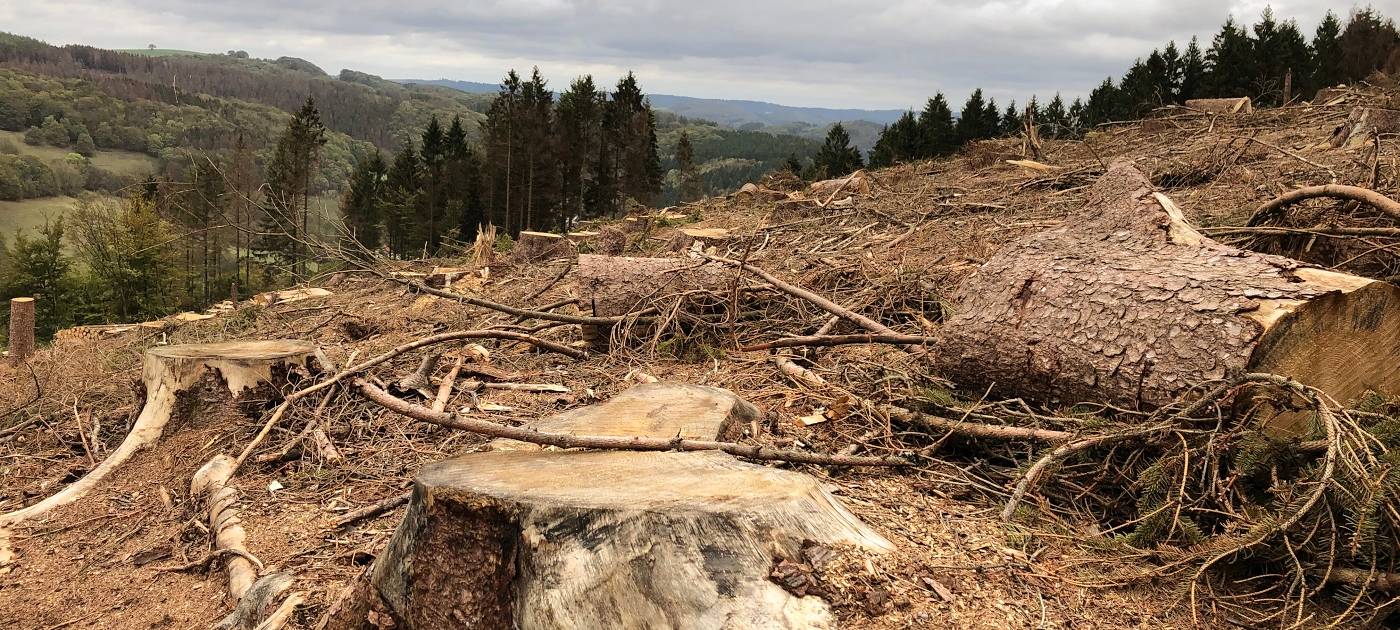 Käfer fressen den Kreis kahl!