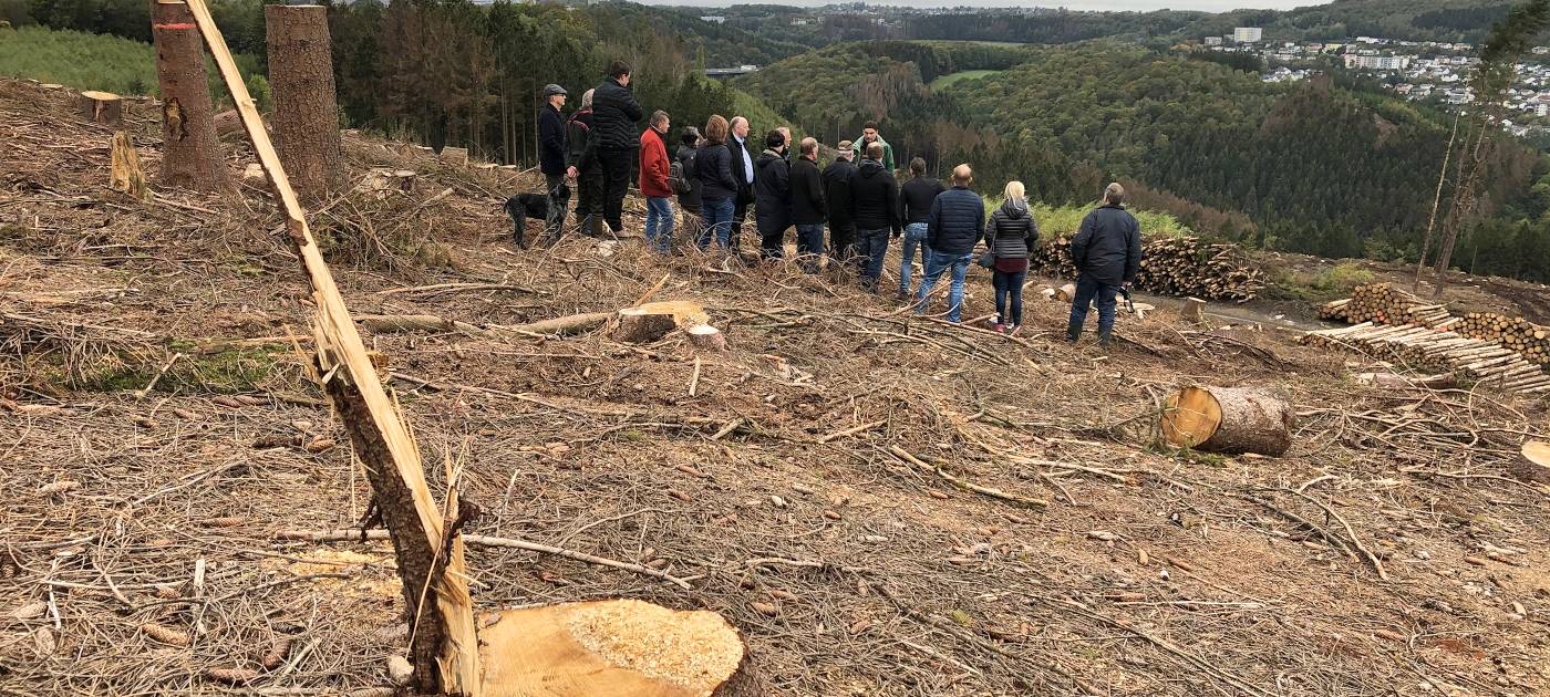 Käfer fressen den Kreis kahl!
