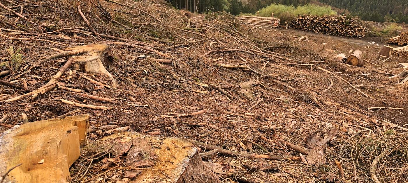 Käfer fressen den Kreis kahl!