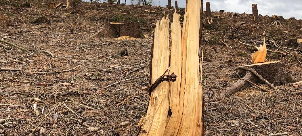 Käfer fressen den Kreis kahl!