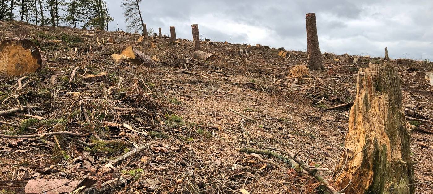 Käfer fressen den Kreis kahl!