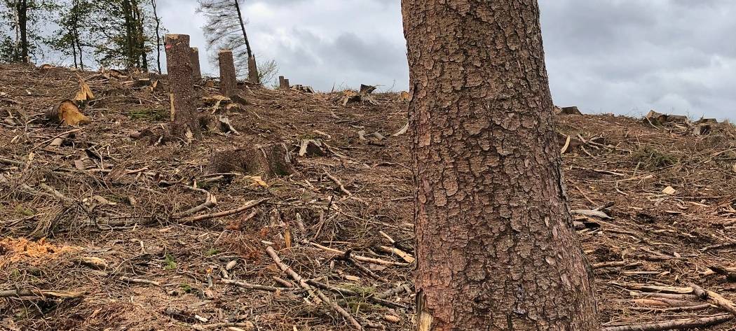 Käfer fressen den Kreis kahl!