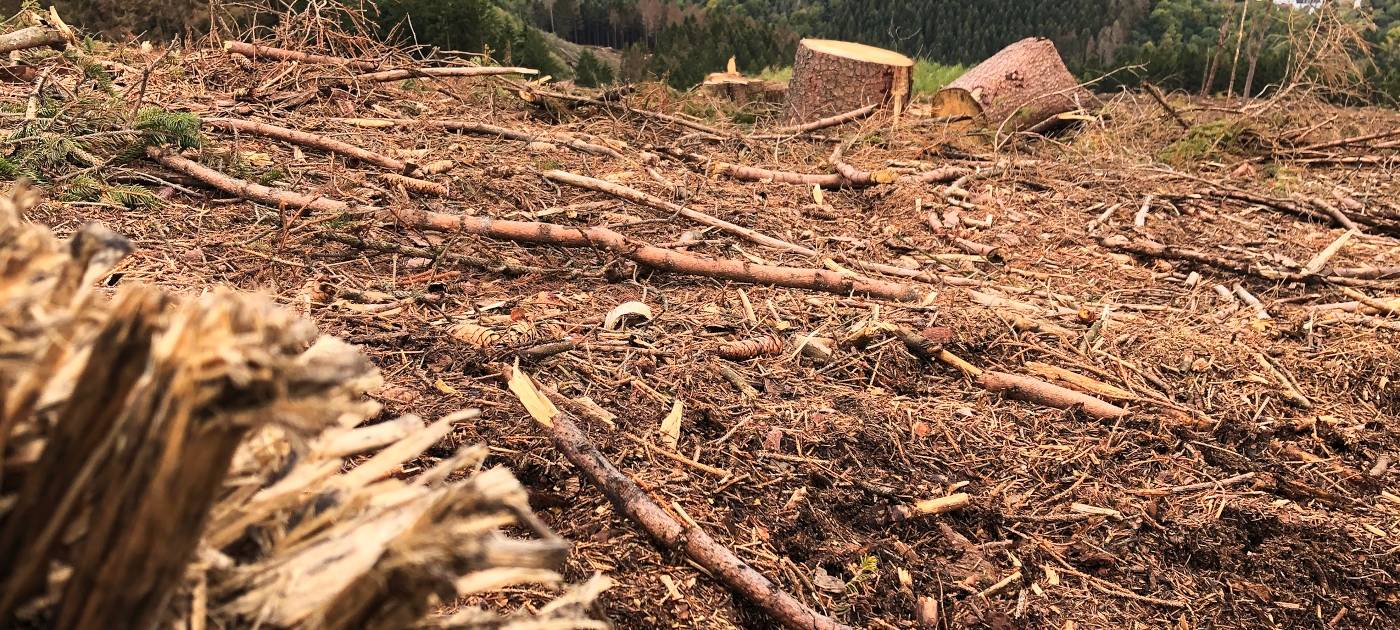 Käfer fressen den Kreis kahl!