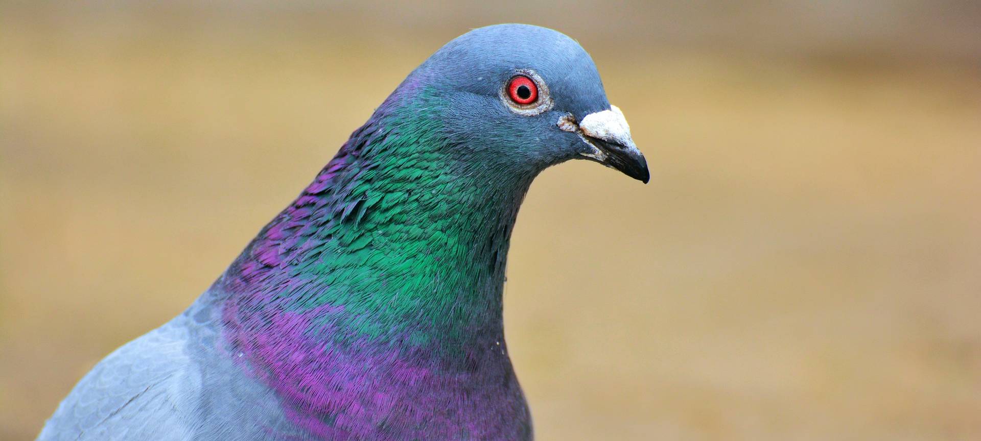 Iserlohn: Taubenproblem muss gelöst werden