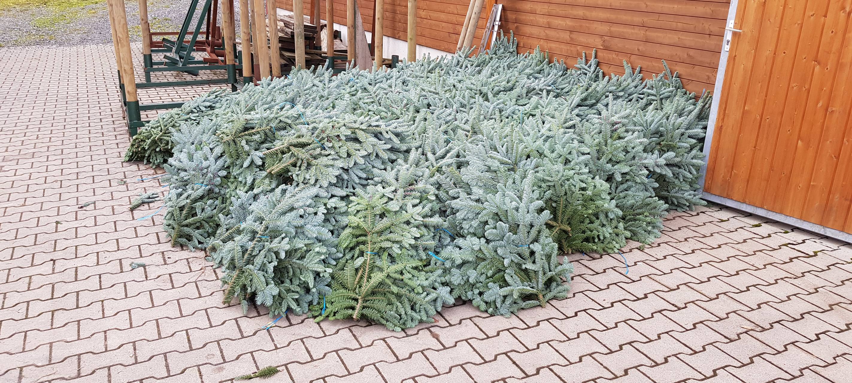 Eröffnung der Weihnachtsbaumsaison 2019 NRW in Neuenrade