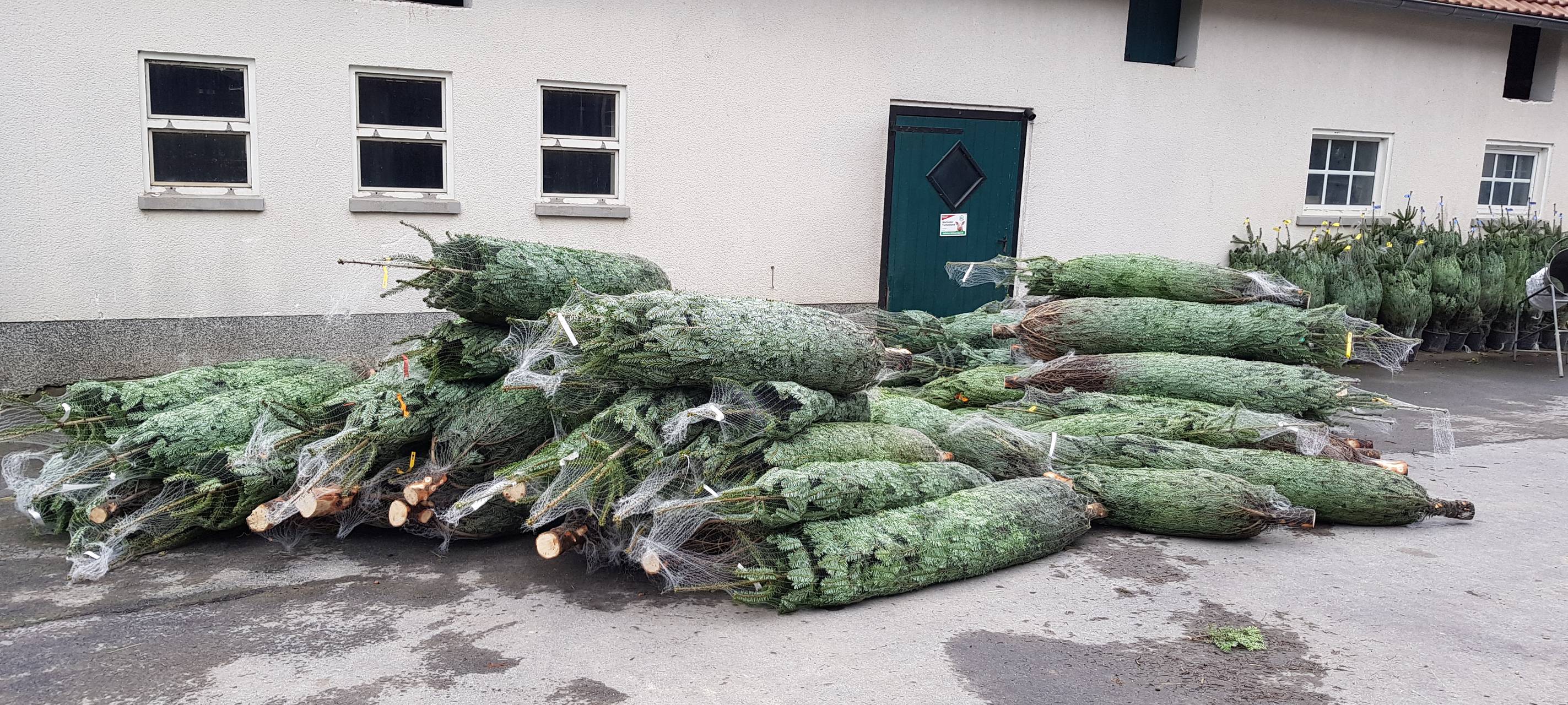 Eröffnung der Weihnachtsbaumsaison 2019 NRW in Neuenrade