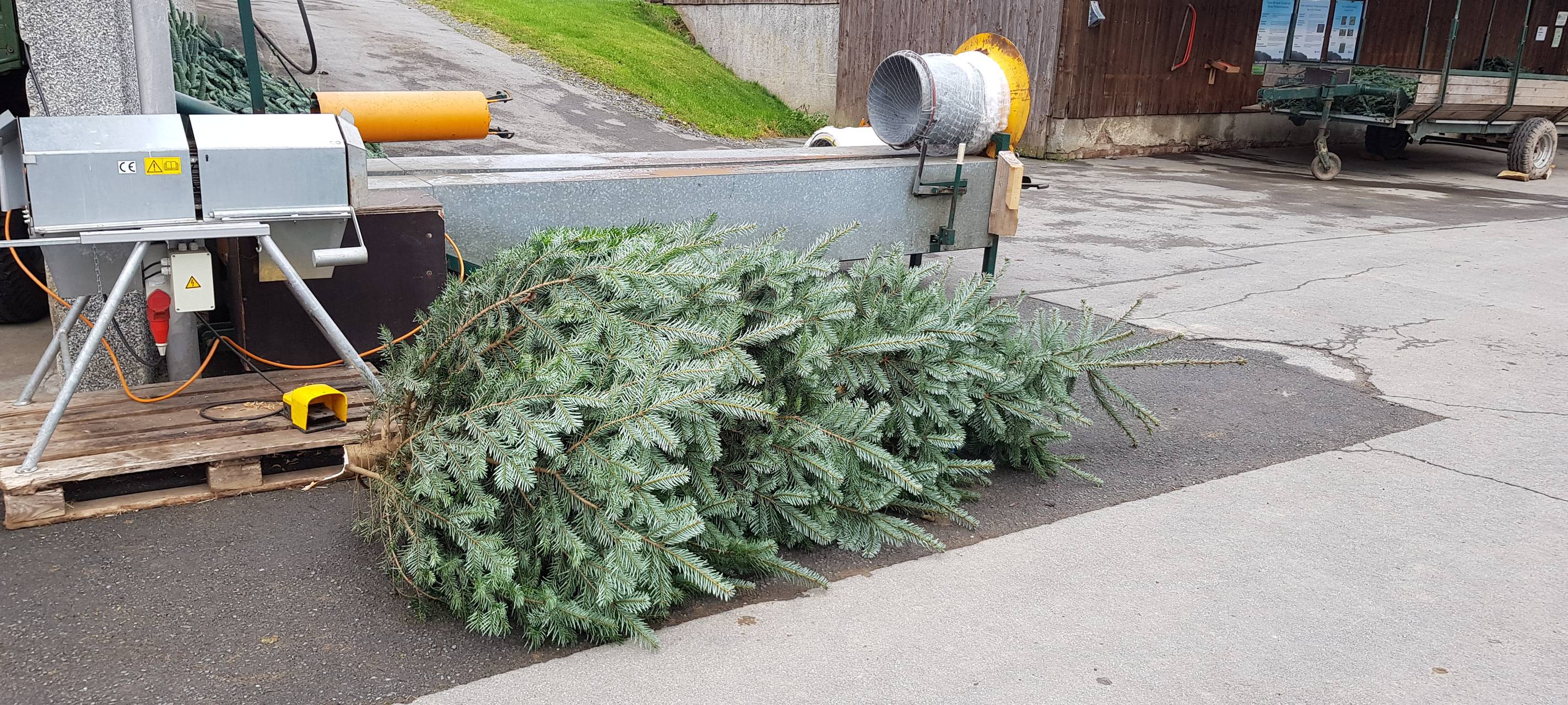 Eröffnung der Weihnachtsbaumsaison 2019 NRW in Neuenrade