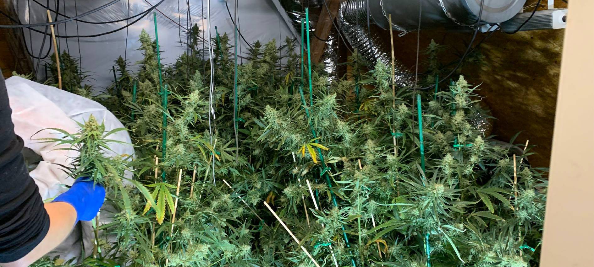 Drogen angebaut und Waffen gehortet