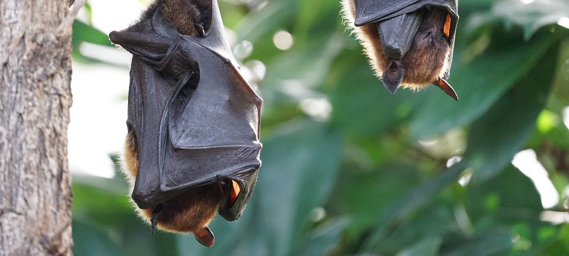Fledermausnacht in der Phänomenta