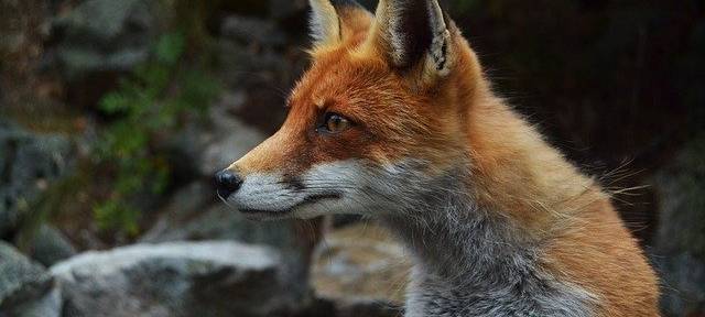 SPD fordert "Umweltsprinter"