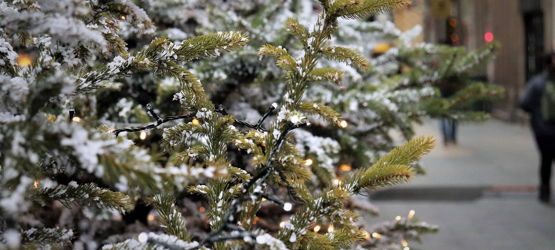 Weihnachtsbaum-Abholung im Märkischen Kreis