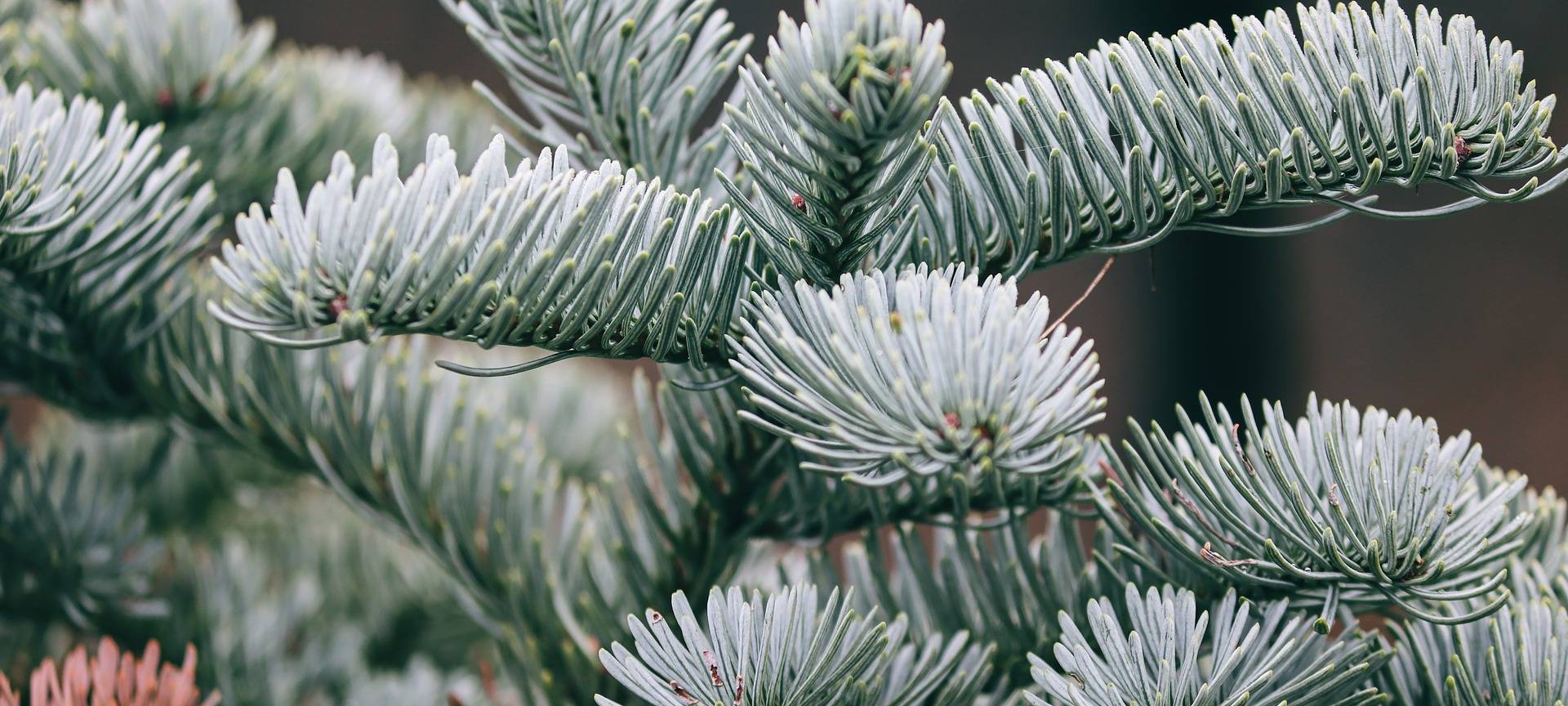Lüdenscheider Stadtwerke verschenken Weihnachtsbäume