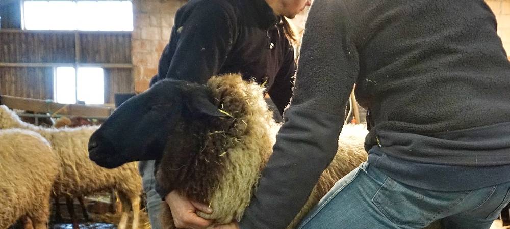 Schnipp, Schnapp - Willi macht die Wolle ab!