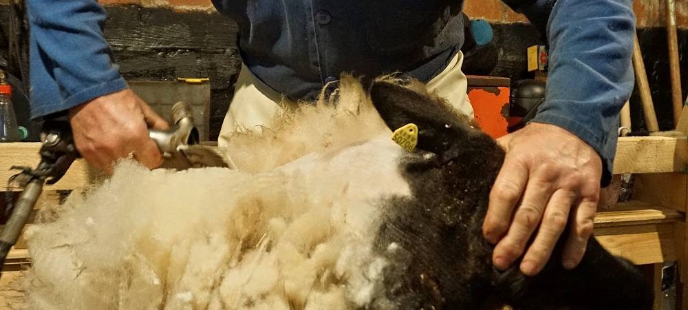 Schnipp, Schnapp - Willi macht die Wolle ab!