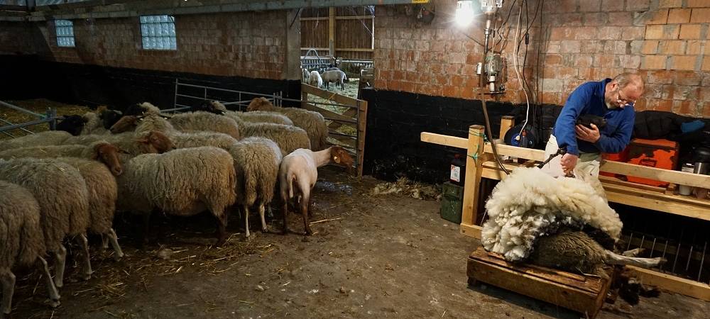 Schnipp, Schnapp - Willi macht die Wolle ab!