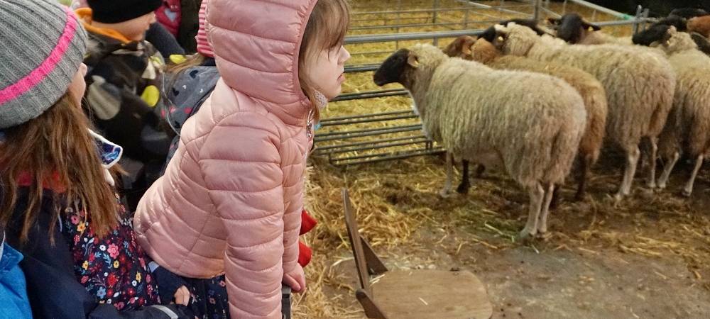 Schnipp, Schnapp - Willi macht die Wolle ab!