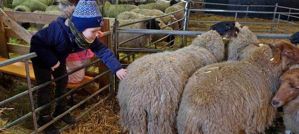 Schnipp, Schnapp - Willi macht die Wolle ab!