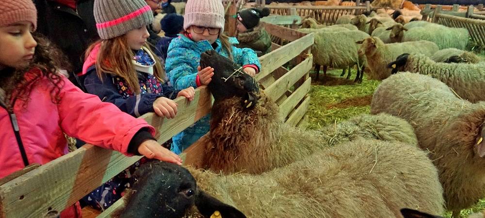 Schnipp, Schnapp - Willi macht die Wolle ab!